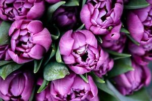 Purple tulips heads top down view on bouquet photo