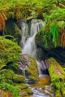 Hidden Falls in a fern Grotto photo