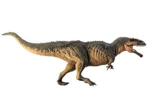 Giganotosaurus   , dinosaur on white background . photo