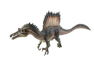 Spinosaurus , dinosaur on white background . photo