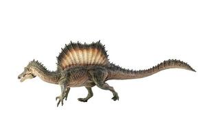 Spinosaurus , dinosaur on white background . photo