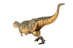 Giganotosaurus   , dinosaur on white background . photo