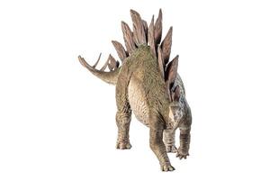 Stegosaurus Dinosaur on white background photo