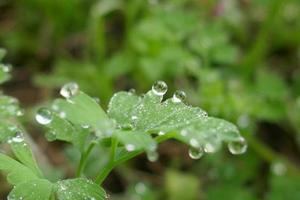 Raindrops on a Green Leaf photo