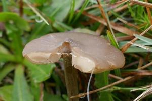 Small Mushrooms in a Green Field photo