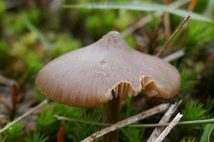 hongos pequeños en un campo verde foto