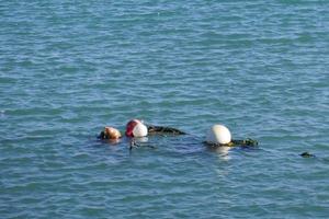 Four Buoys Floating in the Sea photo