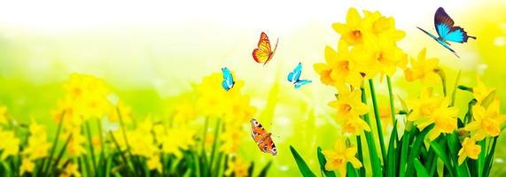 Yellow daffodils and butterflies in the garden photo