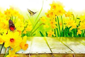 Yellow daffodils and butterflies in the garden photo