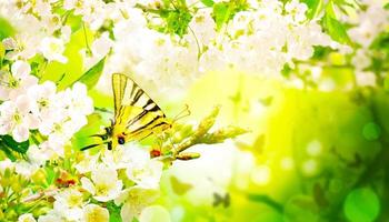 hermosa rama de árbol floreciente en primavera con mariposa. foto