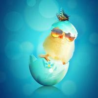 Funny cute baby chick with sunglasses and egg. photo