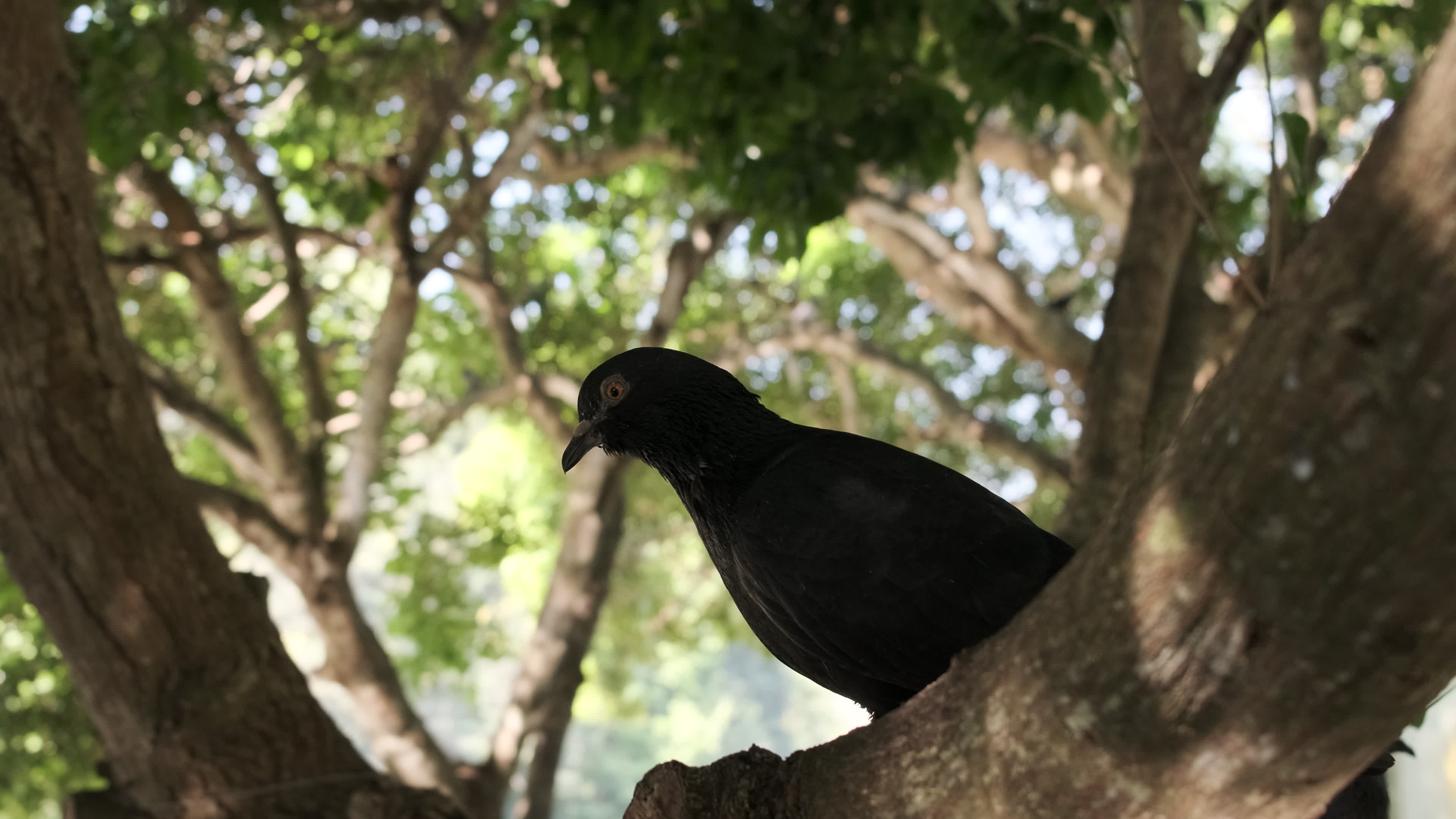 One black dove, freely perched on a green tree, reflective light from the water in daytime, natural outdoor environment while flew away, pigeons, beautiful poultry, wildlife bird animal in nature. 6414222 Stock One black dove, freely perched on a green tree, reflective light from the water in daytime, natural outdoor environment while flew away, pigeons, beautiful poultry, wildlife bird animal in nature. 6414222 Stock