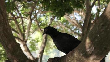 una paloma negra, encaramada libremente en un árbol verde, luz reflectante del agua durante el día, entorno natural al aire libre mientras volaba, palomas, hermosas aves de corral, animales de aves silvestres en la naturaleza.