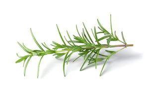 Fresh rosemary isolated on a white background. photo