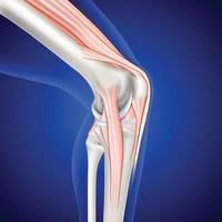 Leg and knee musculature illustration on dark blue background. vector