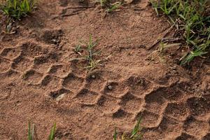 Motorcycle wheel marks on the ground photo