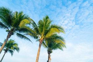 palmera de coco con hermoso cielo azul foto