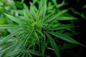 hojas de cannabis verde con fines medicinales o culinarios