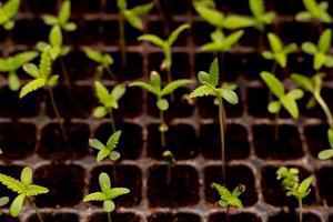 Cannabis seedlings grown in pots photo