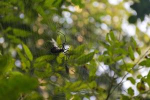 una araña en su telaraña comiendo en su presa macro de primer plano en los árboles del bosque en el fondo