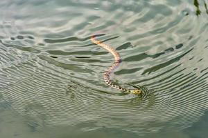 serpiente de hierba, serpiente anillada, serpiente de agua, natrix natrix, eurasiática, no venenosa, serpiente colubrida, nadando en el agua foto
