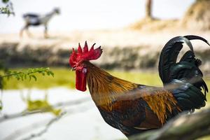 un gallo en la orilla de un estanque en una aldea rural foto