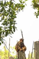 Rhesus Macaque Monkey with Baby Breastfeeding in the Sundarbans photo