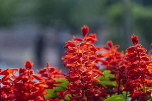 Red, salvia, scarlet sage, blood sage, Salvia splendens, full bloom photo