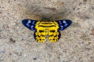 Yellow, Gossamer, winged, brush-footed, butterfly, butterflies, Lycaenidae, Lepidoptera, Closeup, Macro photo