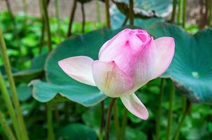 Twain pink water lily or lotus flower