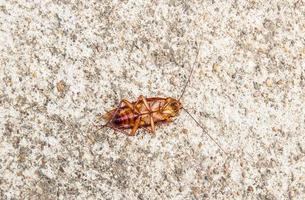 Close up cockroach dead on a floor