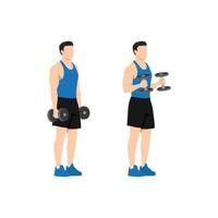 Man doing standing dumbbell bicep hammer curls. Flat vector illustration isolated on different layer. Workout character