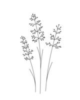 Cane doodle flower. Black and white with line art. Hand Drawn Botanical Illustration vector