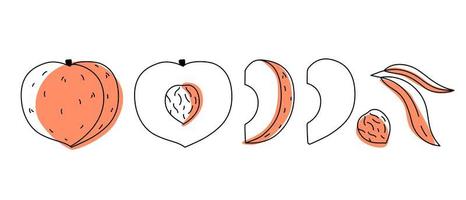 Peach outline doodle with spots. Whole, pieces, seed and leaves vector