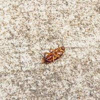 Close up cockroach dead on a floor