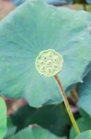 green seed of lotus photo