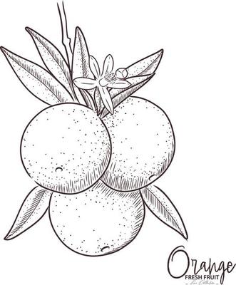 Orange illustration Fresh fruit drawing. Hand drawn vintage vector