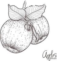 dibujo de fruta fresca de ilustración de manzana. vector vintage dibujado a mano