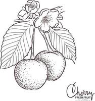 Cherry illustration Fresh fruit drawing. Hand drawn vintage vector