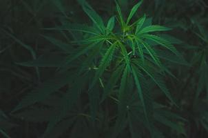 primer plano de arbusto de cannabis, hierba de drogas alucinógenas.