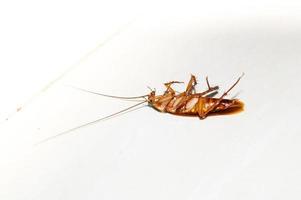 Dead Cockroach Turn Face Up On Floor, Isolate On White Background photo