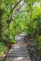 Tropical jungle plants trees wooden walking trails Sian Kaan Mexico.