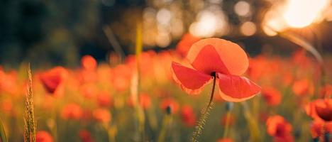 Panoramic landscape with nice sunset over poppy field. Idyllic spring nature, red floral scenic. Nature panorama, peaceful closeup view, blooming flowers photo