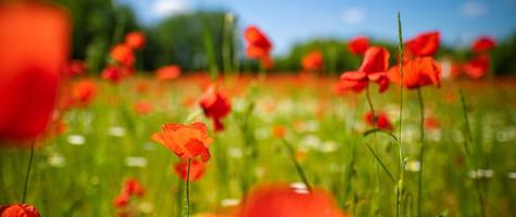 Panoramic landscape with nice sunset over poppy field. Idyllic spring nature, red floral scenic. Nature panorama, peaceful closeup view, blooming flowers photo