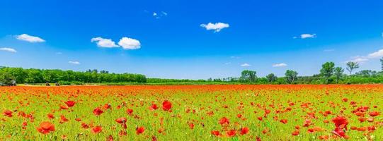 Panoramic landscape with nice sunset over poppy field. Idyllic spring nature, red floral scenic. Nature panorama, peaceful closeup view, blooming flowers photo