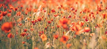 Panoramic landscape with nice sunset over poppy field. Idyllic spring nature, red floral scenic. Nature panorama, peaceful closeup view, blooming flowers photo