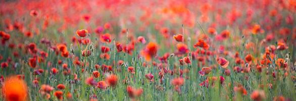 paisaje panorámico con bonita puesta de sol sobre el campo de amapolas. naturaleza primaveral idílica, paisaje floral rojo. panorama de la naturaleza, vista de primer plano pacífica, flores florecientes foto