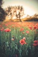 Wonderful landscape at sunset. Meadow field blooming red poppies. Wild flowers in springtime forest field. Amazing natural landscape in summertime. Peaceful nature sunny view on blurred bokeh light photo