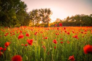 Wonderful landscape at sunset. Meadow field blooming red poppies. Wild flowers in springtime forest field. Amazing natural landscape in summertime. Peaceful nature sunny view on blurred bokeh light