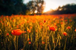 Wonderful landscape at sunset. Meadow field blooming red poppies. Wild flowers in springtime forest field. Amazing natural landscape in summertime. Peaceful nature sunny view on blurred bokeh light photo